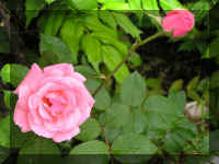rose00.JPG (35436 oCg)