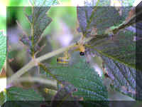 worm20.jpg (38182 oCg)