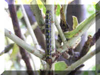 worm53.jpg (37807 oCg)